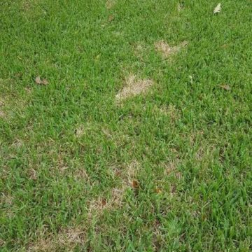 Michael Potter: Two insect issues that are currently plaguing lawns