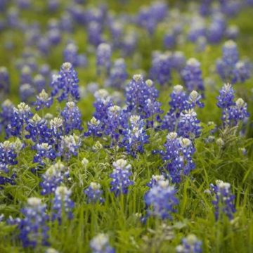 Michael Potter: A spring display of beautiful bluebonnets starts now