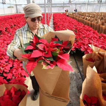 Brookwood Holiday Store opens in The Woodlands