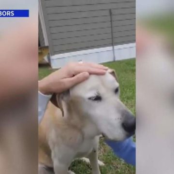 Montgomery family reunites dog with owner after nearly 2 weeks using social media