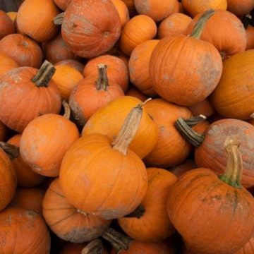 Weekend Fun: Find A Pumpkin Patch Near Conroe-Montgomery County