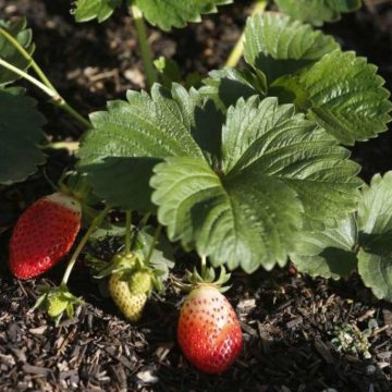 Michael Potter: Annual method best for growing strawberries locally