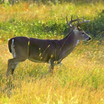 Montgomery County motorists warned of increase in seasonal deer on roads