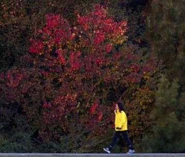 Conroe adds ‘care’ to tree ordinance as it pursues designation