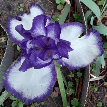 Master Gardener: Beautiful iris comes in a rainbow of colors