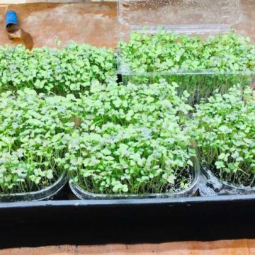 Master Gardener: Easy Gardening: Growing Microgreens for Fun and Nutrition