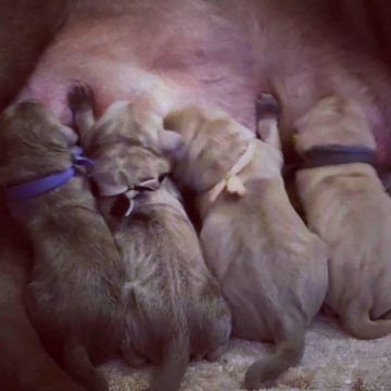 Crash survivor’s dog Grace gives birth to 12 Christmas puppies