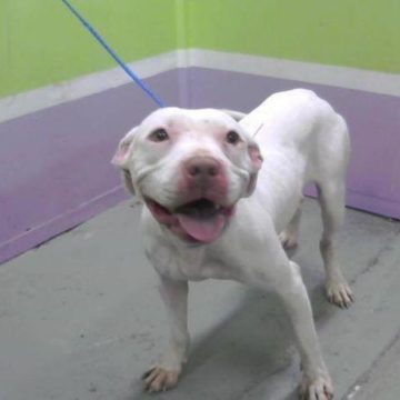 See The Latest Adoptable Pets In The The Woodlands Area