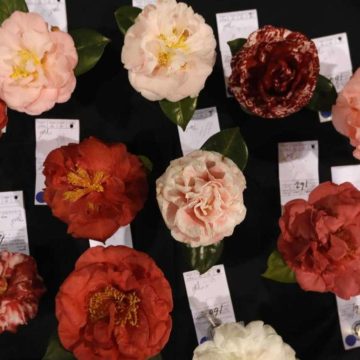 Michael Potter: Camellias one of the few vibrant winter bloomers