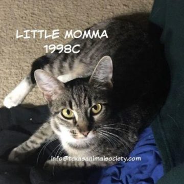 The Woodlands Pets Who Need A Home: Meet Little Momma, Lewis, Pepper & More