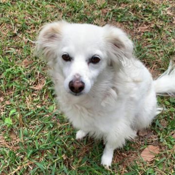 Conroe-Montgomery County Pet Adoption: Meet Bonita, Akira, Bubba & More