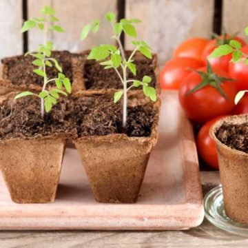 Michael Potter: Tomatoes Part 1 – Now is a good time to plant tomato seeds