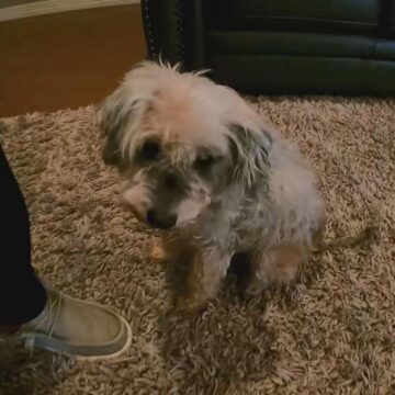 Family reunited with dog after losing her days before Hurricane Harvey