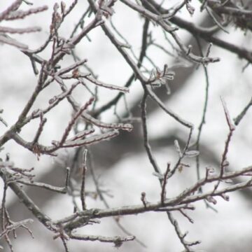 Conroe issues disaster declaration following winter storms