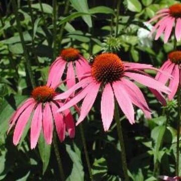 Master Gardener: A garden worth dyeing for – an alternative use of herbs