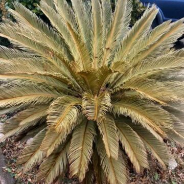 Michael Potter: Be patient to see which plants survive the winter freeze