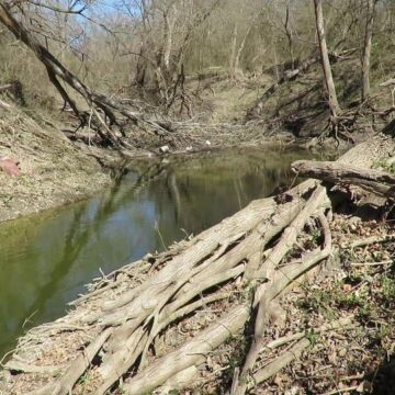 FishTales: Willis Creek 2021