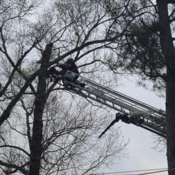 FIREFIGHTERS RESCUE TREE CLIMBER FROM TREE