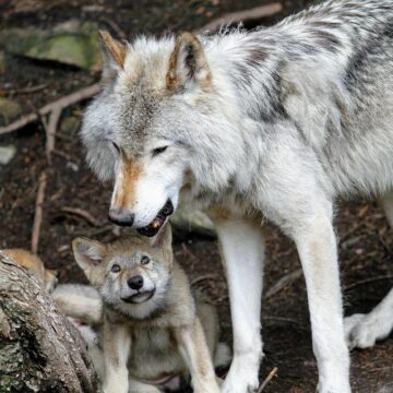 Montgomery, TX Lets You Howl with Friendly Rescued Wolves