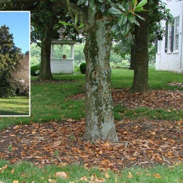 Magnolia tree shedding leaves? Don’t panic!