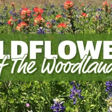 Wildflowers in The Woodlands: How to identify common species in south Montgomery County