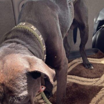 MAGNOLIA DOG SURVIVES AFTER SHOT BY TWO ARROWS