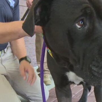 Someone shot this sweet dog with two arrows in Magnolia (WARNING: Graphic images)