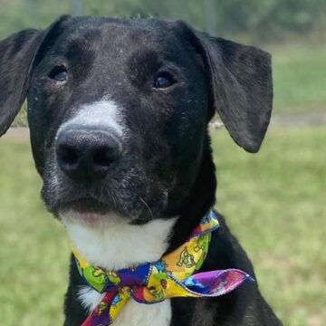 img_60c781741786d Montgomery County Animal Shelter at ‘critical capacity’ and has taken in 660 animals in just two weeks