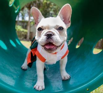 Drop by Woodforest for Pup ‘Pawtraits’ June 26