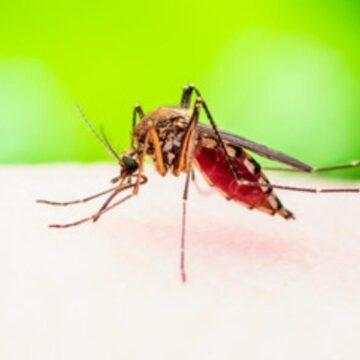 Four mosquitoes test positive for West Nile virus in Montgomery County as of June 25