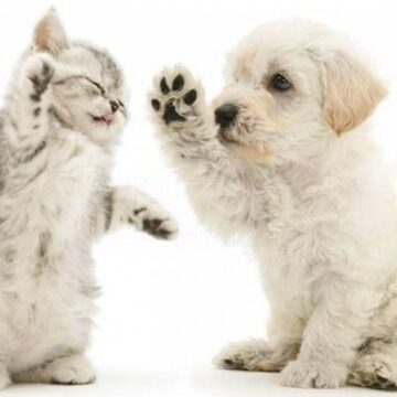 Montgomery County Animal Shelter and BISSELL Pet Foundation partner together to Empty the Shelter!