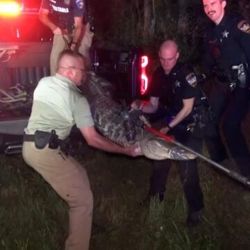 Large gator nearly hit by motorcyclist removed from Montgomery County roadway