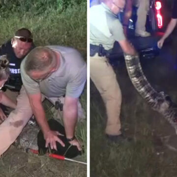 Alligator spotted on roadway gives Montgomery County deputies a hard time