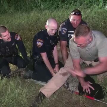 VIDEO: How many deputies does it take to subdue a Montgomery County gator? This many