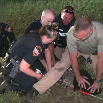 Officers wrangle with 7-foot gator on Willis roadway