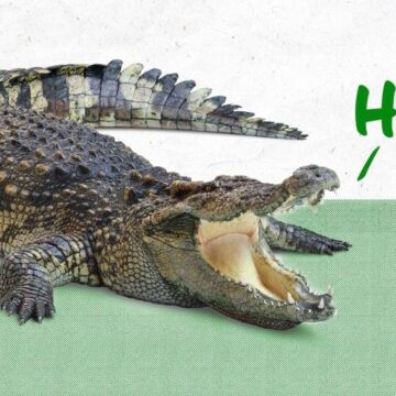 Lake Conroe Gator Says “See You Later”