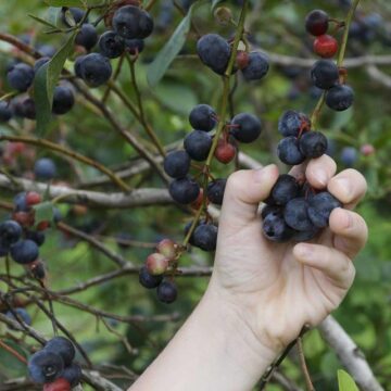Montgomery County’s pick-your-own farms see booming business