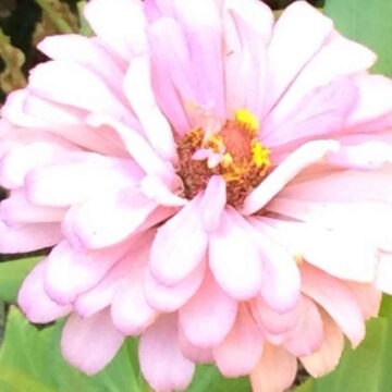 Master Gardener: Zinnia – a beginner’s guide to pollinator gardening