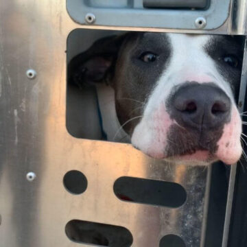 POLICE RESCUE DOG FROM 120 DEGREE CAR-OWNER ARRESTED