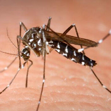 South Montgomery County Sees Rise in Mosquitos Carrying West Nile Virus