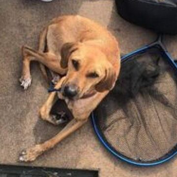 DOG FOUND IN LAKE CONROE