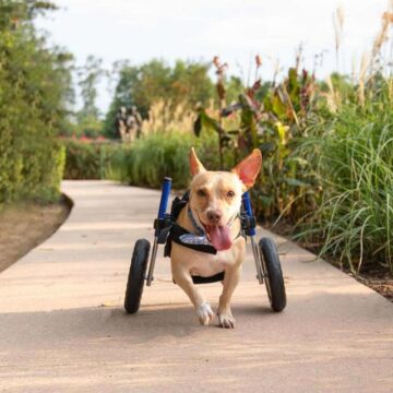 Montgomery Chihuahua featured in disabled pets calendar