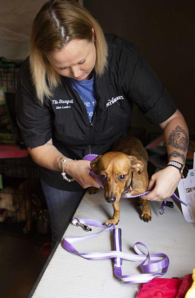 328cXW_0cRByXjC00.jpg Peggie Miller: ‘Doggies and Divas’ a chance to help animals in need