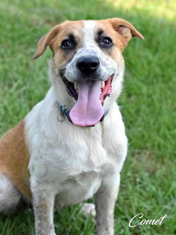 0XmBHD_0dltWyG400.jpg Pet of the Month: Comet