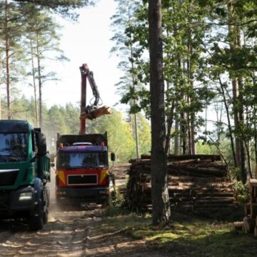 Arrest Made For Timber Fraud