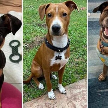 ‘Lives are hanging in the balance’: COVID crisis continues to impact Houston-area animal shelters