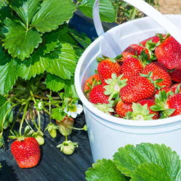 🔒Insiders — it’s berry season. Here’s where to pick your own in the Houston area.