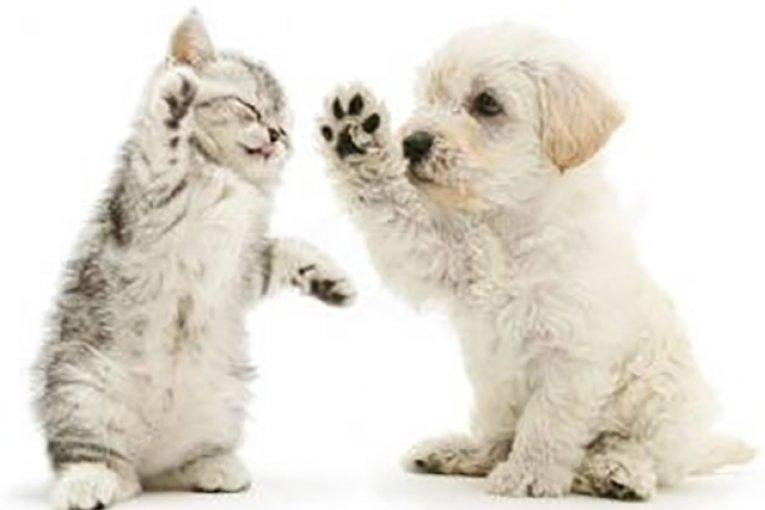 0t6QEh_0gXH1lH400.jpg Montgomery County Animal Shelter Animals Received TodayMontgomery County Animal Shelter Animals Received 07/06/22