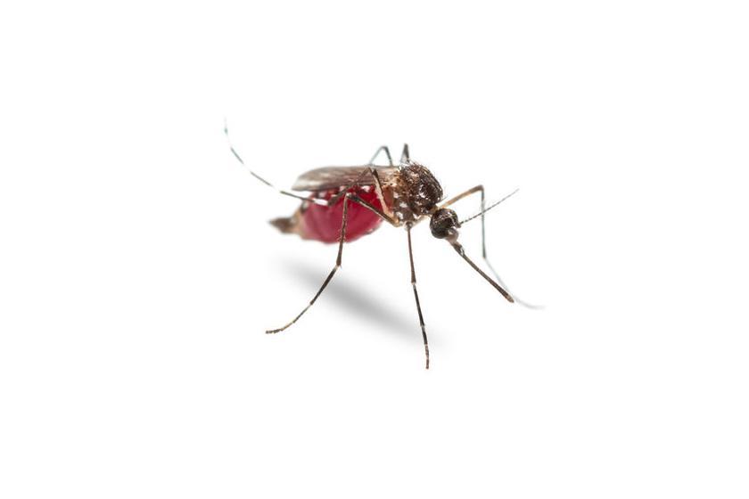 4Iyp7W_0gmXy7GE00.jpg The Montgomery County Public Health District Confirms 1st Case of West Nile Virus for 2022