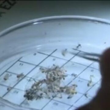 West Nile virus: These are the most effective mosquito repellents; where officials are finding evidence of disease